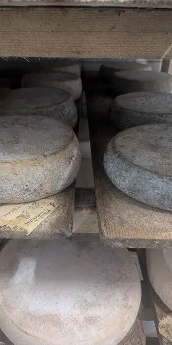 Les fromages en cours d'affinage