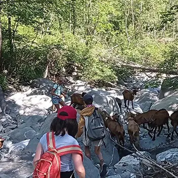 Les chèvres en balade sur les rochers