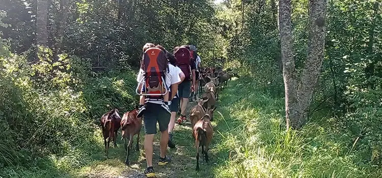 Randonnée du mercredi avec les chèvres