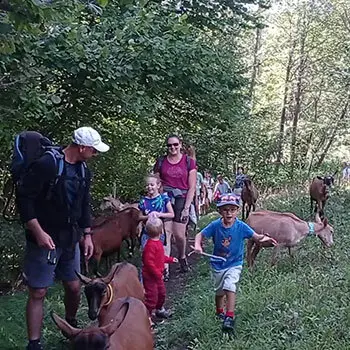 Départ de la randonnée avec les chèvres