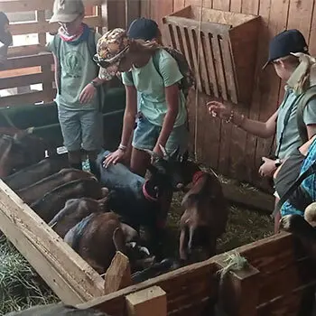 Rencontre avec les chevrettes