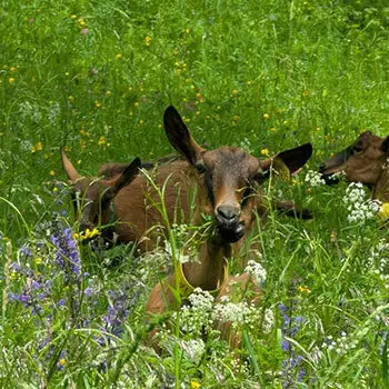 Les chèvres se régalent en pâturage