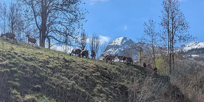 Paysage enneigé derrière les chèvres