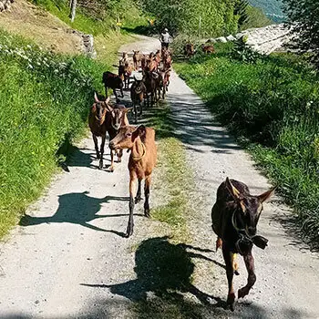 Le troupeau en route pour le pâturage