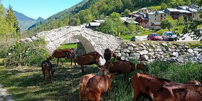 Les chèvres au pont Romain de Villarenger
