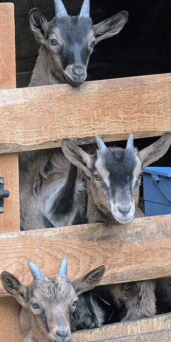 Les chevreaux prennent la pose