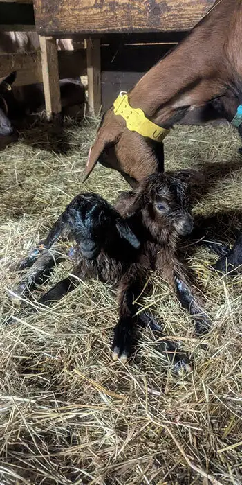 Naissance de chevreaux à la ferme