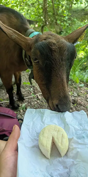 Une chèvre observe un fromage de chèvre