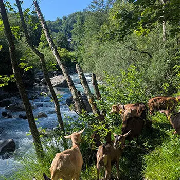 Le troupeau de chèvres en balade