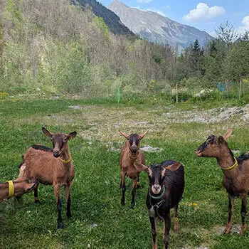 Les chèvres prennent la pose